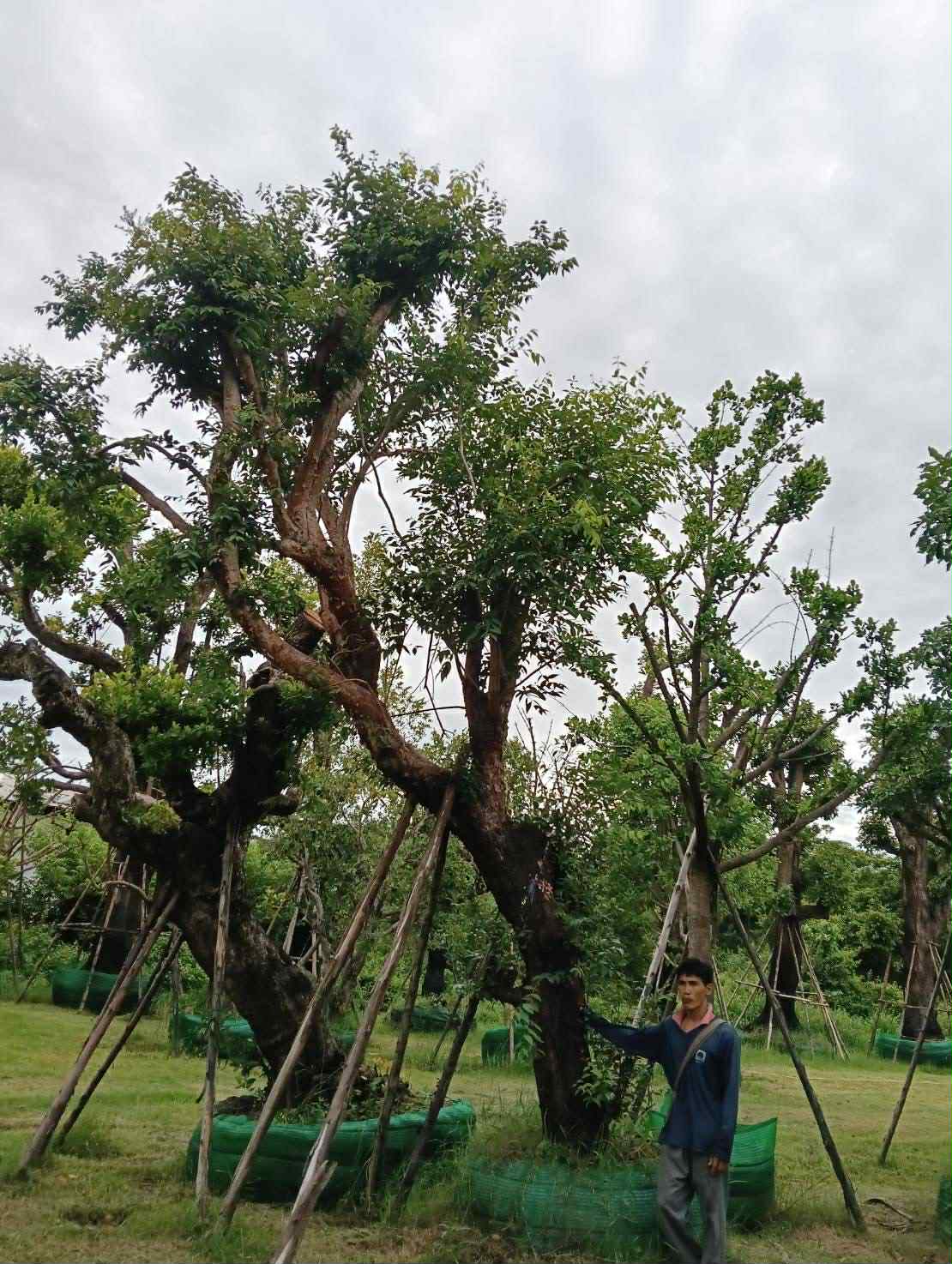 ร้านไม้ล้อม ปลูกและขุดล้อมไม้ใหญ่